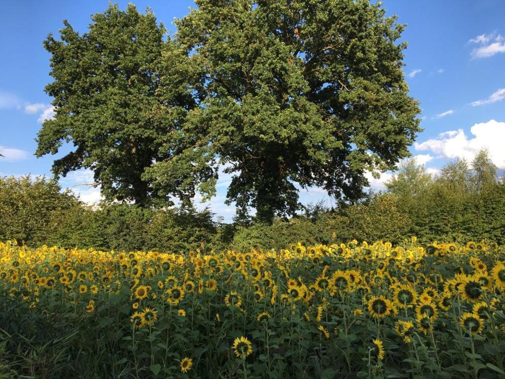 Scharbeutz! Bed & Breakfast, Eig. Bad, Terrasse, Veg./Veganem Fruehst., Allergiker Bed and Breakfast Esterno foto